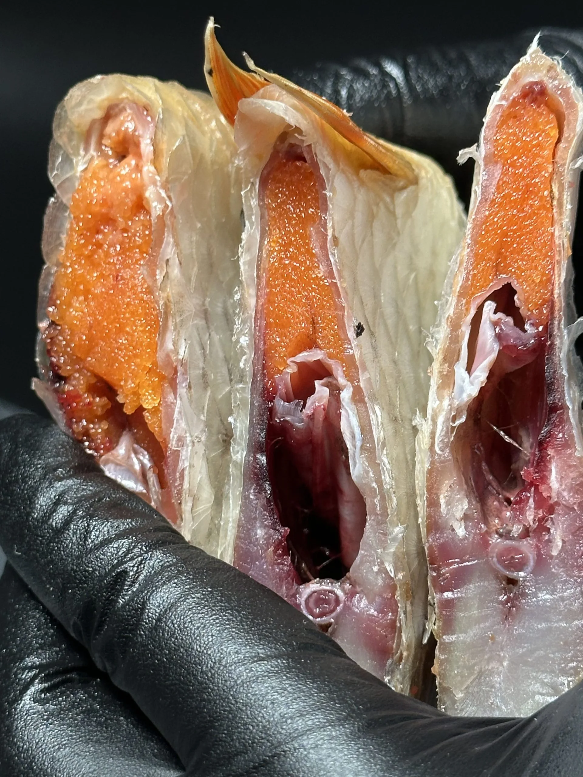 Dried roach with caviar 70% TOP!!! - Image 3
