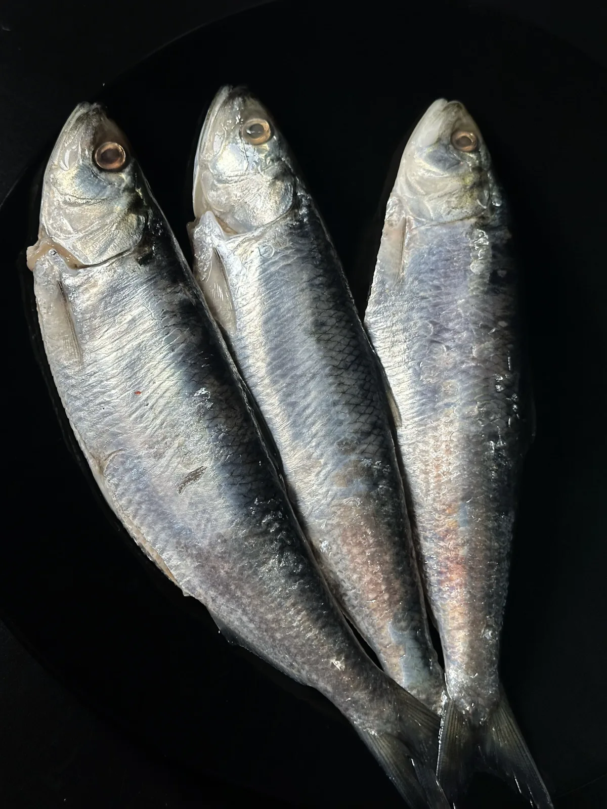 Danube herring - Image 2