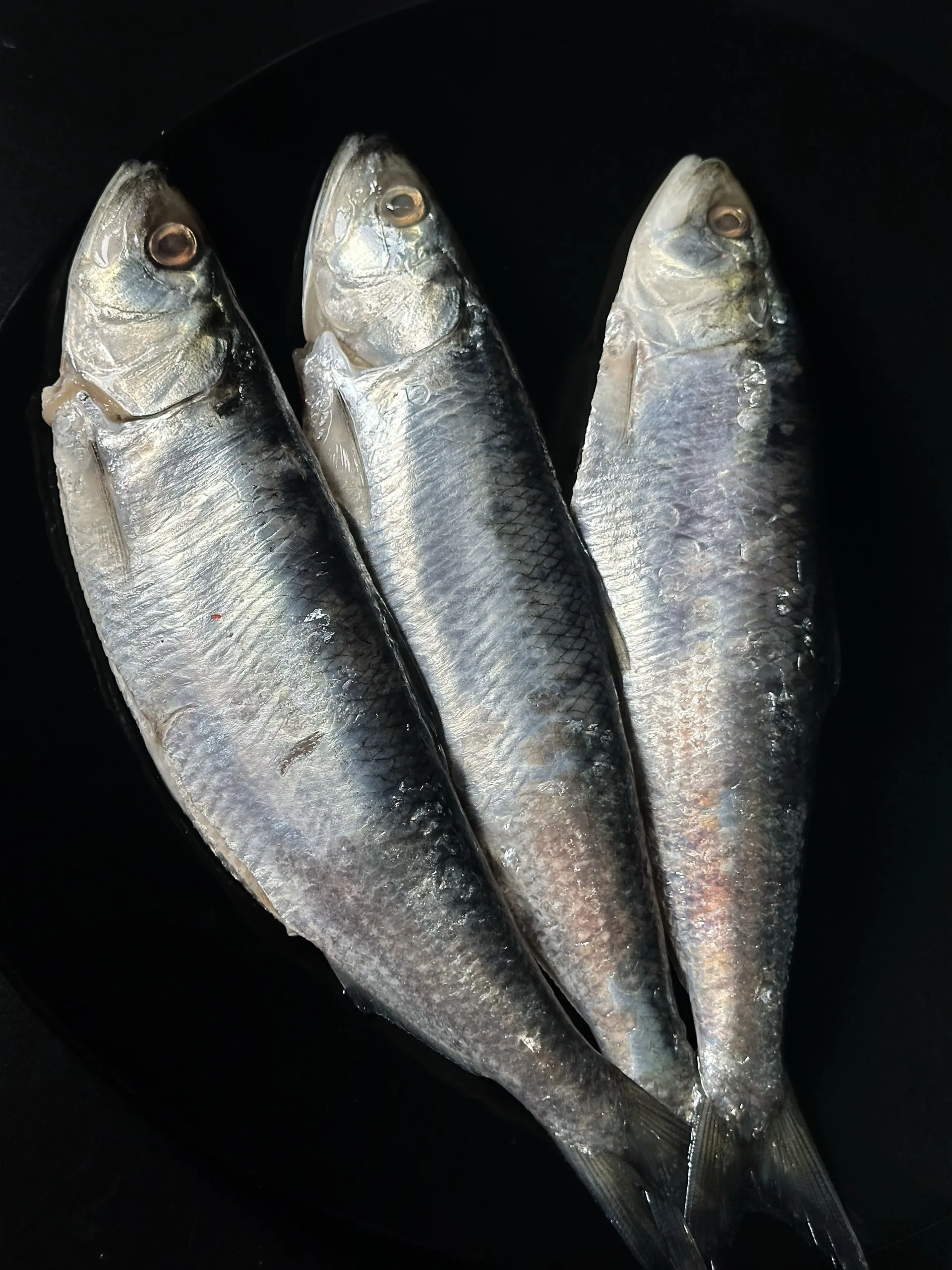 Danube herring - Image 2