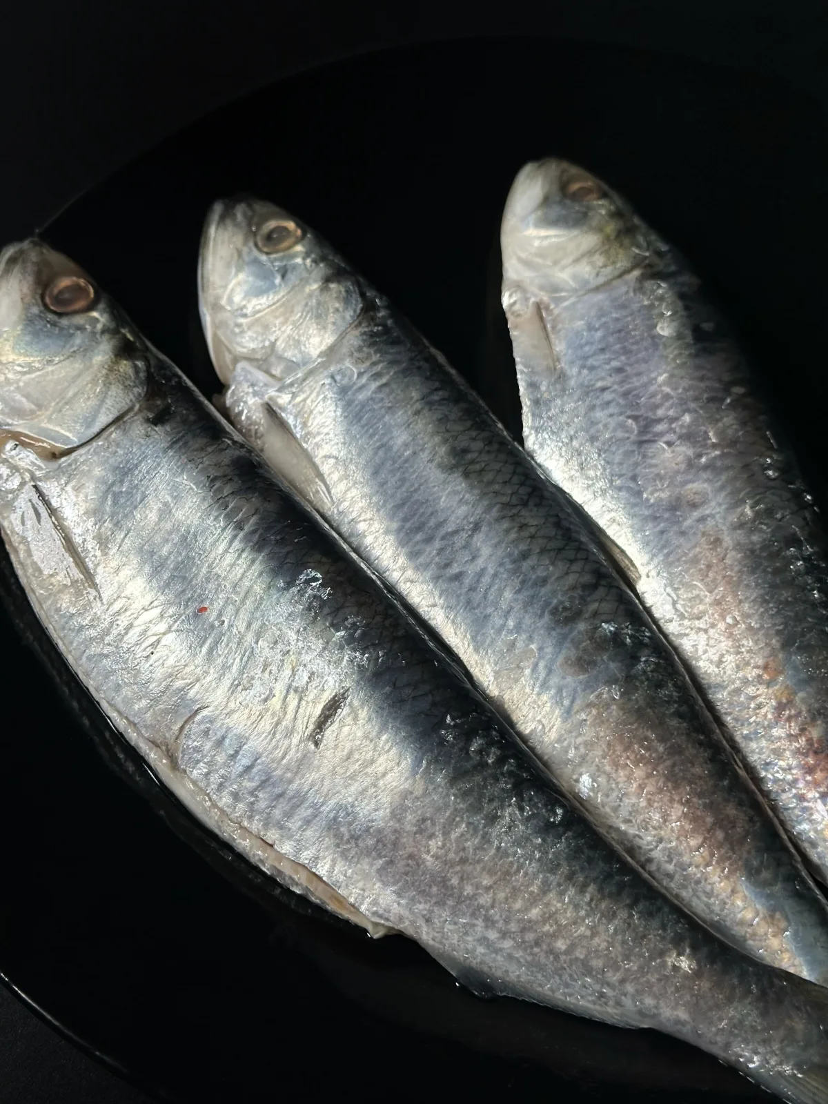 Danube herring