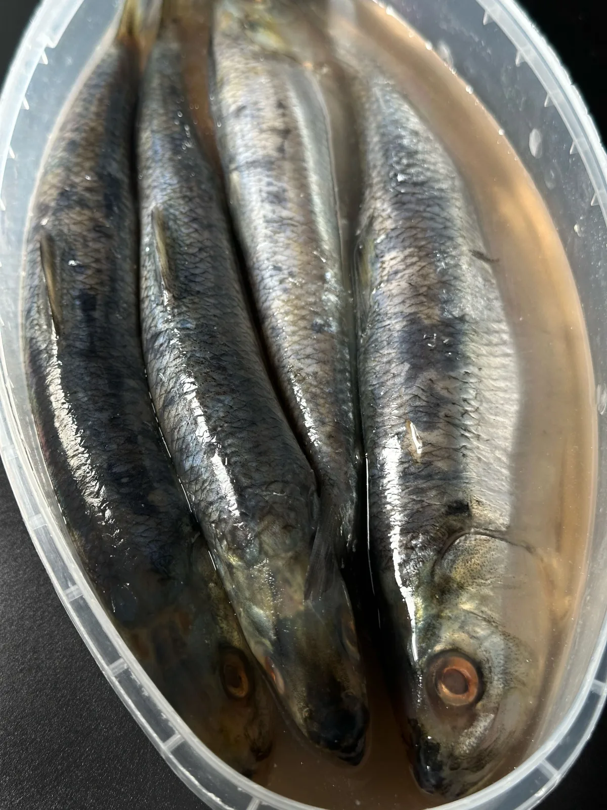 Danube herring - Image 3