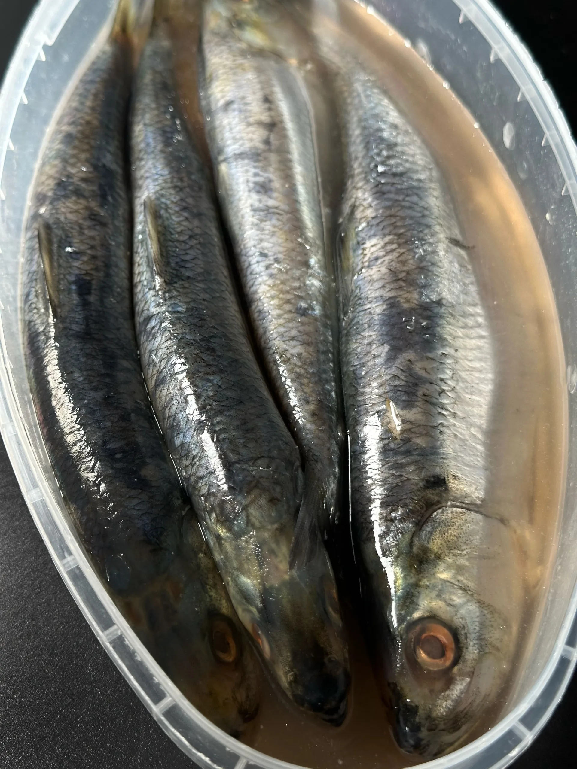 Danube herring - Image 3
