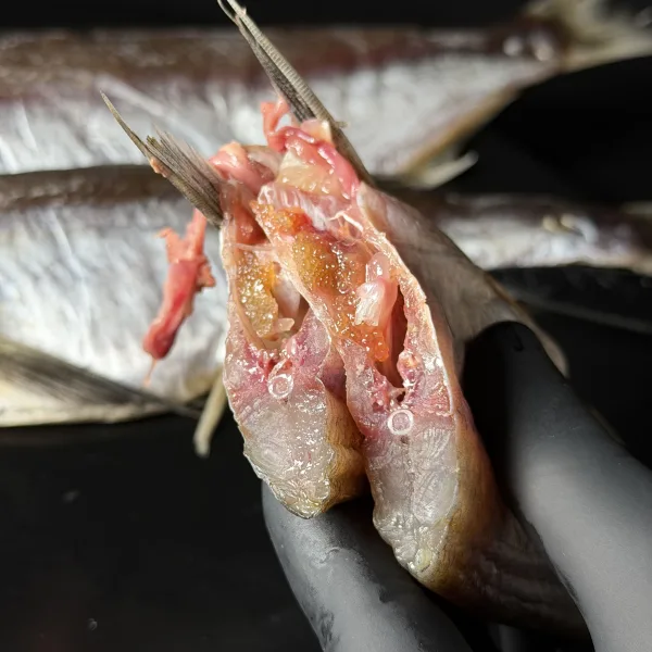 Dried sabrefish with roe VIP