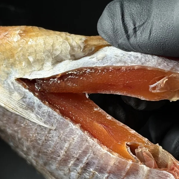 Dried Blue Bream (70% Roe)